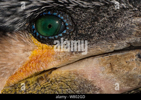 Close up of Great Cormorant (Phalacrocorax carbo sinensis) domesticated for fishing alongside fishermen, Poyang Ho Lake, Jiangxi province, China Stock Photo
