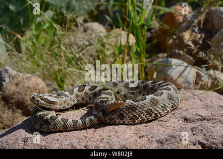 Desert massasauga snake (Sistrurus catenatus edwarsii) in desert, West Texas, USA, September. Stock Photo