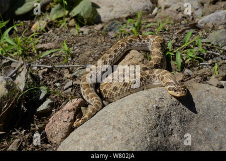 Western hognose snake (Heterodon nasicus) South East Arizona, USA, September 2013. Stock Photo