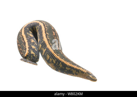 European medicinal leech (Hirudo medicinalis) adult, The Netherlands, June.Meetyourneighbours.net project Stock Photo