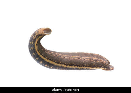 European medicinal leech (Hirudo medicinalis) adult, The Netherlands, June.Meetyourneighbours.net project Stock Photo