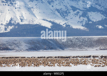 Larger herd of Elk (Cervus elaphus canadensis) migrating across National Elk Refuge, with Buffalo (Bison bison) herd behind, Wyoming, USA. February 2013. Stock Photo