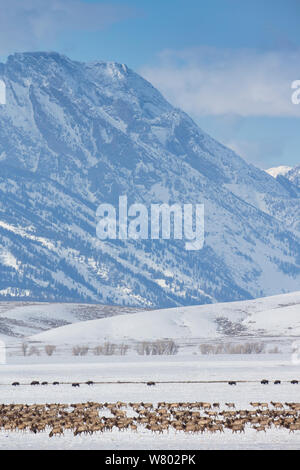 Larger herd of Elk (Cervus elaphus canadensis) migrating across National Elk Refuge, with Buffalo (Bison bison) herd behind, Wyoming, USA. Stock Photo