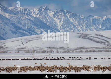 Larger herd of Elk (Cervus elaphus canadensis) migrating across National Elk Refuge, with Buffalo (Bison bison) herd behind, Wyoming, USA. Stock Photo