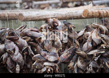 Atlantic cod (Gadus morhua) heads drying on racks, Hamnoya, Lofoten, Norway. March 2015. Vulnerable species. Stock Photo