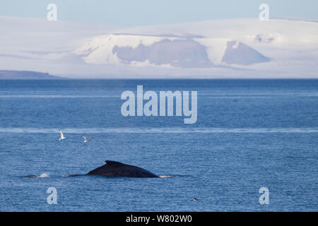 Fin whale (Balaenoptera physalus) surfacing off  Spitsbergen, Norway, August. Stock Photo