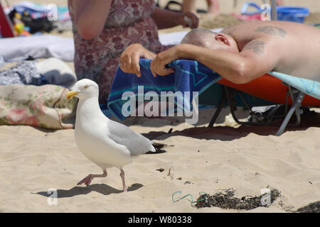 Adult Herring gull (Larus argentatus) walking among sunbathers on beach, St.Ives, Cornwall, UK, June. Editorial use only. Stock Photo