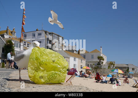 Adult Herring gull (Larus argentatus) scavenging left over food, St.Ives, Cornwall, UK, June. Editorial use only. Stock Photo