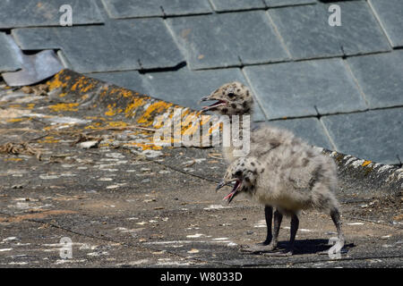 Two Herring gull chicks (Larus argentatus) on a rooftop, gaping in hot weather, St.Ives, Cornwall, UK, June. Stock Photo