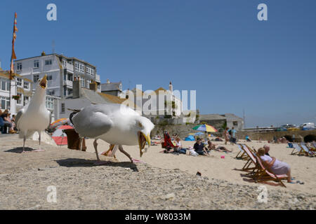 Adult Herring gulls (Larus argentatus) scavenging on beach, St.Ives, Cornwall, UK, June. Editorial use only. Stock Photo