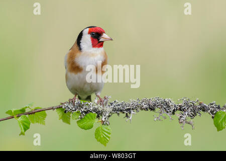 Male Goldfinch (Carduelis carduelis) perched on lichen covered silver birch (Betula pendula) branch. Southern Norway. May. Stock Photo