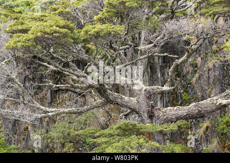 Lenga (Nothofagus pumilio) Torres del Paine National Park, Chile. Stock Photo