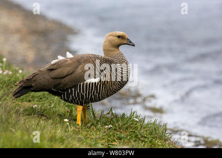 Upland Magellan Goose Family Torres Del Paine National Par…