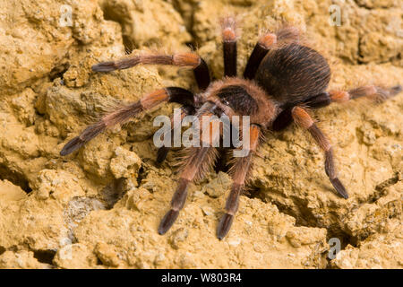 Mexican red-kneed tarantula (Brachypelma smithii)  captive occurs in Mexico. Stock Photo