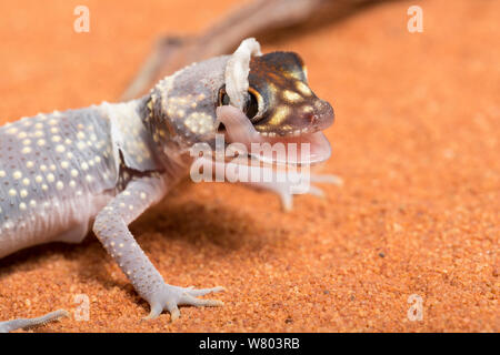 Australian barking gecko (Underwoodisaurus milii) shedding skin, captive, occurs in Australia. Stock Photo