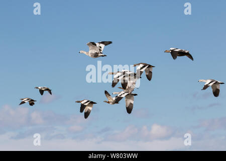 Upland geese (Chloephaga picta) in flight, Torres del Paine National Park, Patagonia, Chile. Stock Photo