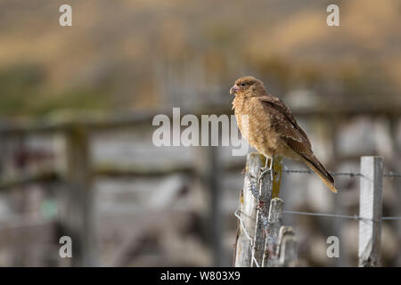 Chimango caracara (Milvago chimango) perched on fence post, Patagonia, Chile. Stock Photo