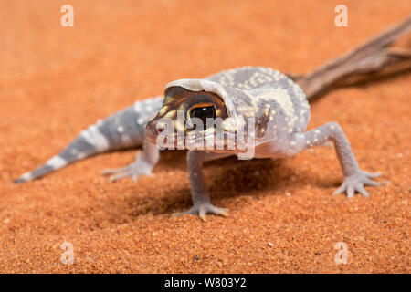 Australian barking gecko (Underwoodisaurus milii) shedding skin. Captive, occurs in Australia. Stock Photo