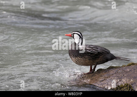 Torrent duck (Merganetta armata) male, Torres del Paine National Park, Chile, March. Stock Photo