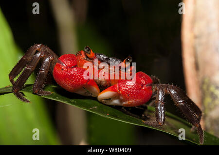 Tree-climbing land crab (Malagasya antongilensis) Nosy Mangabe, Madagascar. Stock Photo