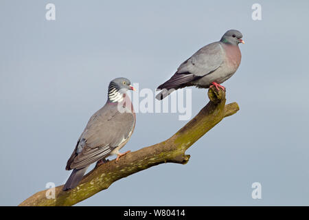 Stock Dove (Columba oenas) and Wood pigeon (Columba palumbus) perched together, Norfolk, England, UK, April. Stock Photo