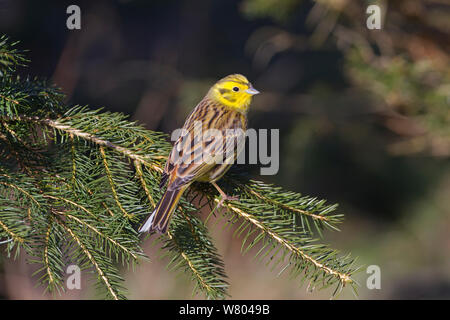 Yellowhammer (Emberiza citinella) perched on branch, Norfolk, England, UK, March. Stock Photo