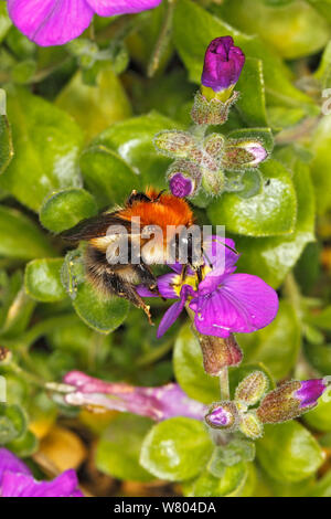 Common carder bumblebee (Bombus pascuorum) queen feeding on Aubretia flower in garden Cheshire, England, UK. May. Stock Photo