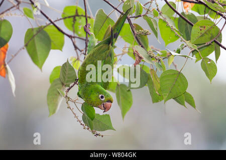 White-eyed parakeet  (Aratinga leucophthalmus) hanging in tree, Panguana Reserve, Huanuca province, Amazon basin, Peru. Stock Photo