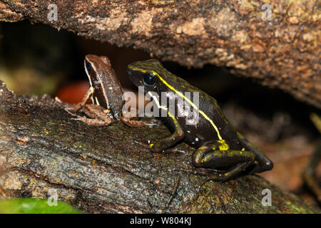 Three-striped poison frog (Ameerega trivittata) and Brilliant thighed poison (Allobates femoralis) Panguana Reserve, Huanuco province, Amazon basin, Peru. Stock Photo