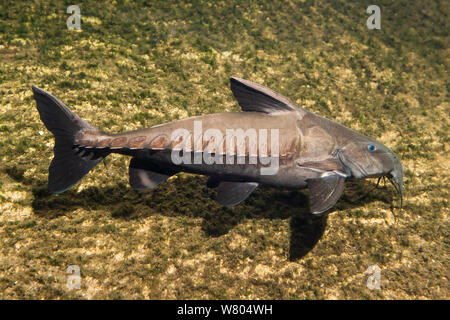 Ripsaw catfish (Oxydoras niger) captive, occurs in South America Stock  Photo - Alamy