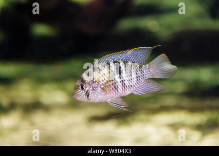 Blue Acara (andinoacara Pulcher) In A Planted Aquarium Stock Photo - Alamy