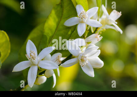 Orange (Citrus sinensis) tree flowers. Cultivated plant. Stock Photo