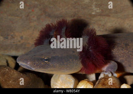 Mud puppy (Necturus maculosus) New York, USA Stock Photo