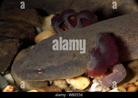 Mud puppy (Necturus maculosus) New York, USA Stock Photo