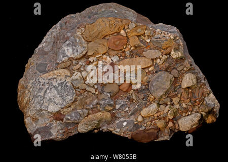 Leesburg conglomerate rock, sedimentary polymictic conglomerate. Formed in the rift valley formed when the African plate split from the North American plate in the Triassic, found near Leesburg, Virginia, USA. Stock Photo