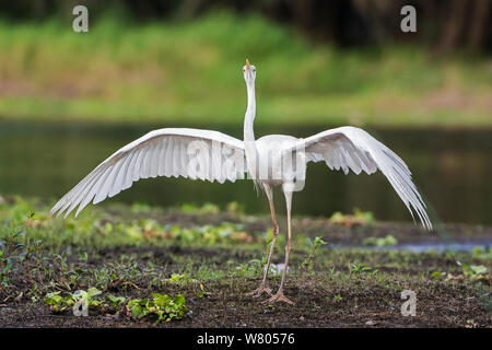 Great blue heron (Ardea herodias) stretching wings, white morph, Myakka River State Park, Florida, USA, March. Stock Photo
