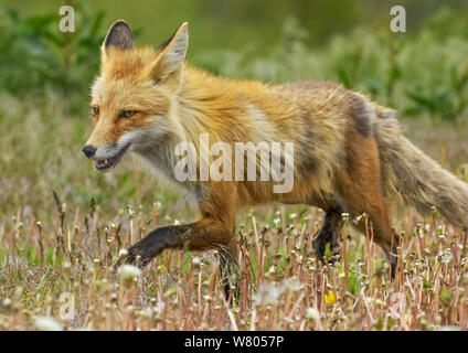 American red Fox (Vulpes vulpes fulva) yawning. Grand Teton National Park, Wyoming, USA. June. Stock Photo