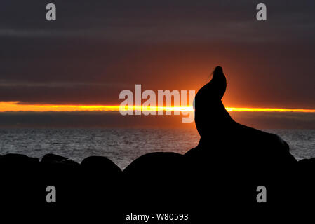 Galapagos sea lion (Zalophus wollebaeki) silhouetted at sunset, Galapagos. Stock Photo