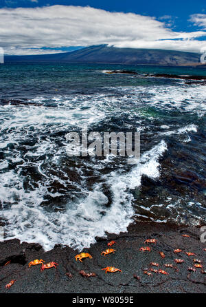 Sally lightfoot crabs (Grapsus grapsus) on shore with volcano in background, Espinoza, Galapagos Stock Photo