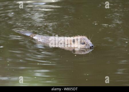 Young Eurasian beaver (Castor fiber) kit swimming at dusk, born in the wild on the River Otter, part of a release project managed by the Devon Wildlife Trust, Devon, England, UK, August 2015. Stock Photo