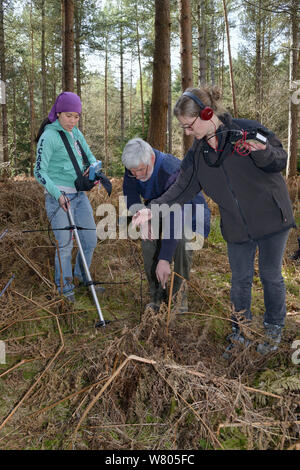 Jia Ming Lim, Roger Trout and Dani Rozycka using radiotrackers to pinpoint a radio-collared Edible / Fat Dormouse (Glis glis) hibernating in its underground burrow in woodland where this European species has become naturalised, Buckinghamshire, UK, April, Model released. Stock Photo