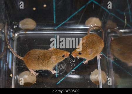 Two Harvest mice (Micromys minutus) from a captive colony selected for release at a field site, Moulton College, Northampton, UK, June. Stock Photo