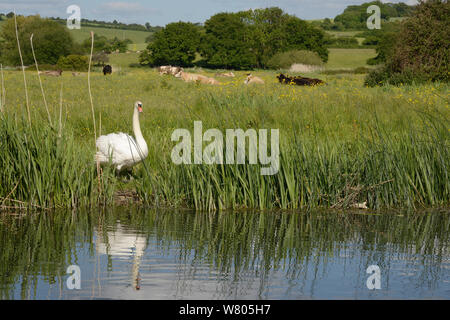 Mute swan (Cygnus olor) cob standing on the banks of the River Avon with cattle grazing in the background, Downton, Wiltshire, UK, June. Stock Photo