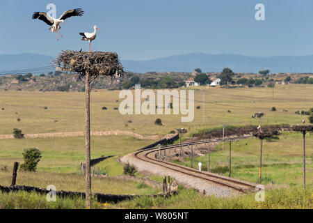 White storks (Ciconia ciconia) nesting on telephone wires, beside an abandonned railway, Extremadura, Spain. April. Stock Photo