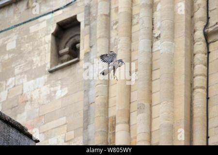 Peregrine falcon (Falco peregrinus) in flight, Norwich Cathedral, Norfolk, England, UK, June. Stock Photo