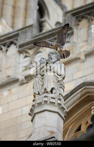 Peregrine falcon (Falco peregrinus) perched on statue at Norwich Cathedral, Norfolk, England, UK, June. Stock Photo