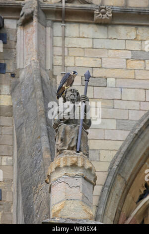 Peregrine (Falco peregrinus) Norwich Cathedral Stock Photo - Alamy