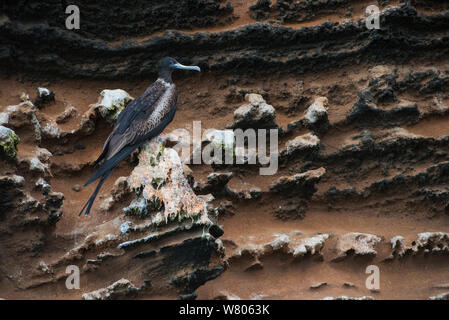 Magnificent frigatebird (Fregata magnificens) female perched on cliff, Galapagos. Stock Photo