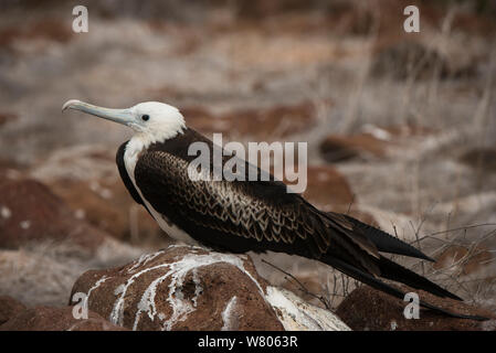 Magnificent frigatebird (Fregata magnificens) juvenile. Galapagos. Stock Photo