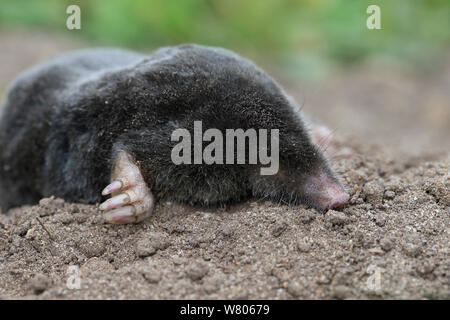 Common Mole (Talpa europaea) dead, Norfolk, England, UK June. Stock Photo